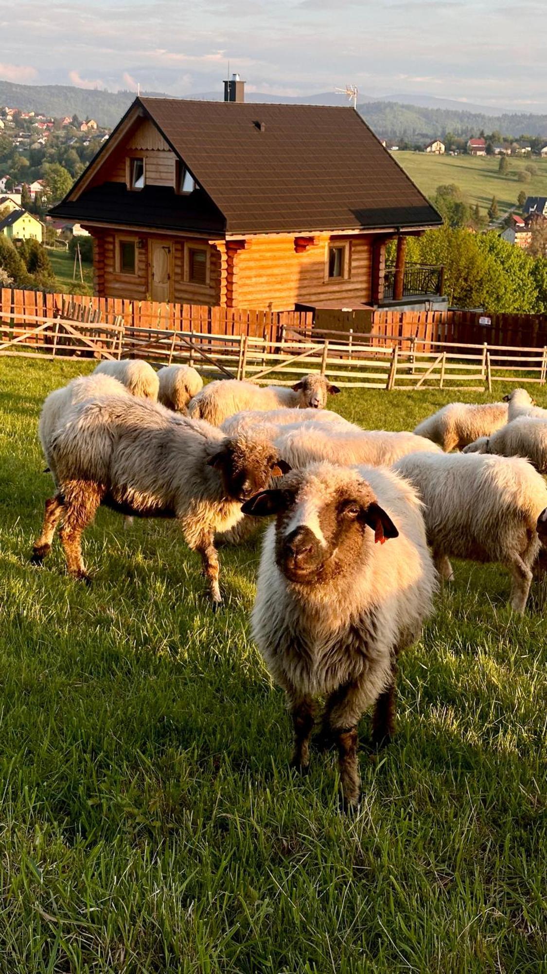 Zloty Gron Log Houses & Apartments 伊斯泰布纳 外观 照片
